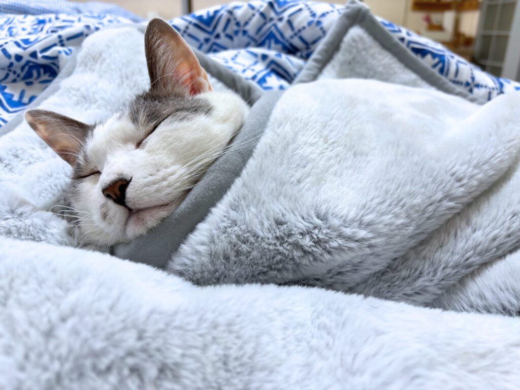 シニアだけど赤ちゃんみたいな猫の写真