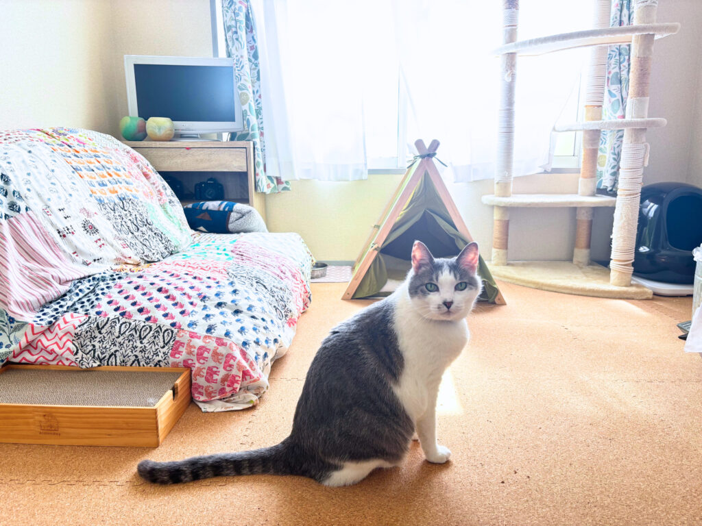 猫のお部屋写真