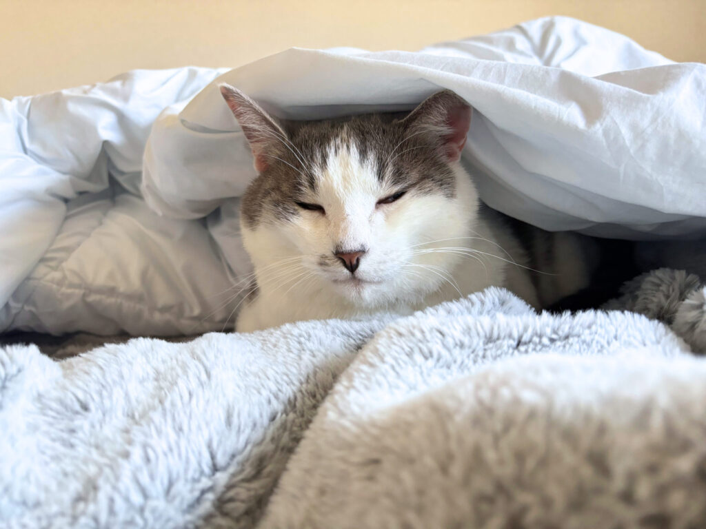 くつろぐ元のら猫