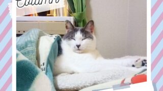 猫さまをお迎えする準備|Junichi Blog