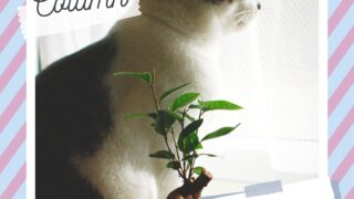 猫さまと一緒でも育てられる植物①｜Junichi Blog