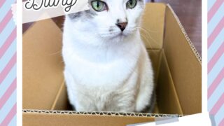 やっぱり猫は段ボール大好き!!純ちゃんと段ボールコレクション|Junichi Blog