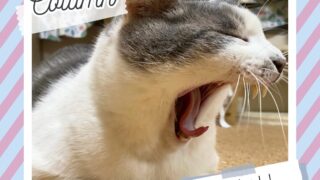 腎臓病を防ぐ！猫の健康管理法|Junichi Blog