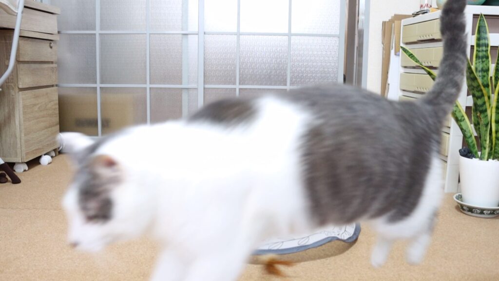 キャッチミーイフユーキャンから逃げ出す猫