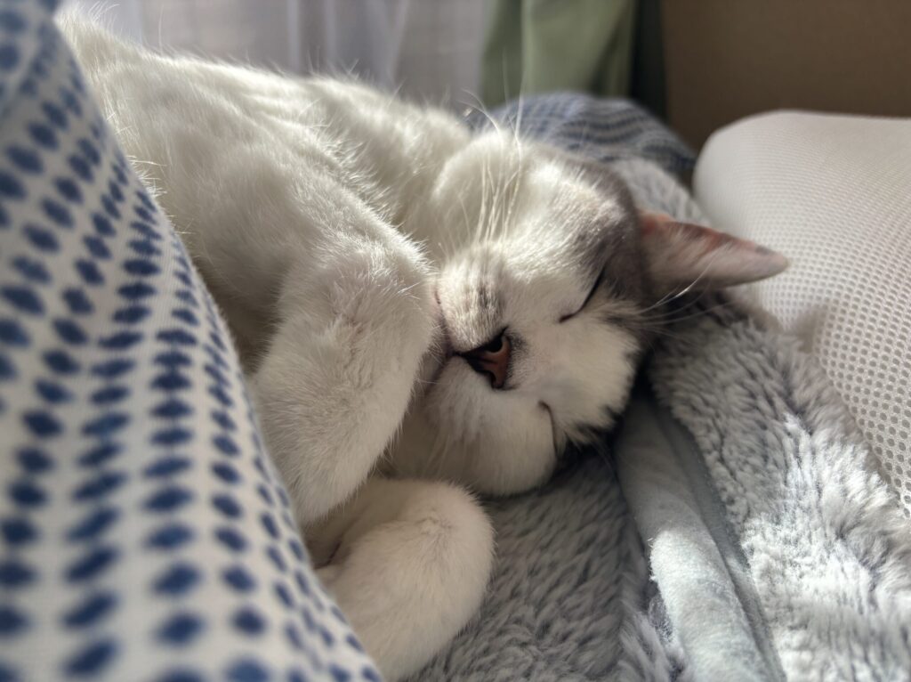 甘えん坊な純ちゃんの写真