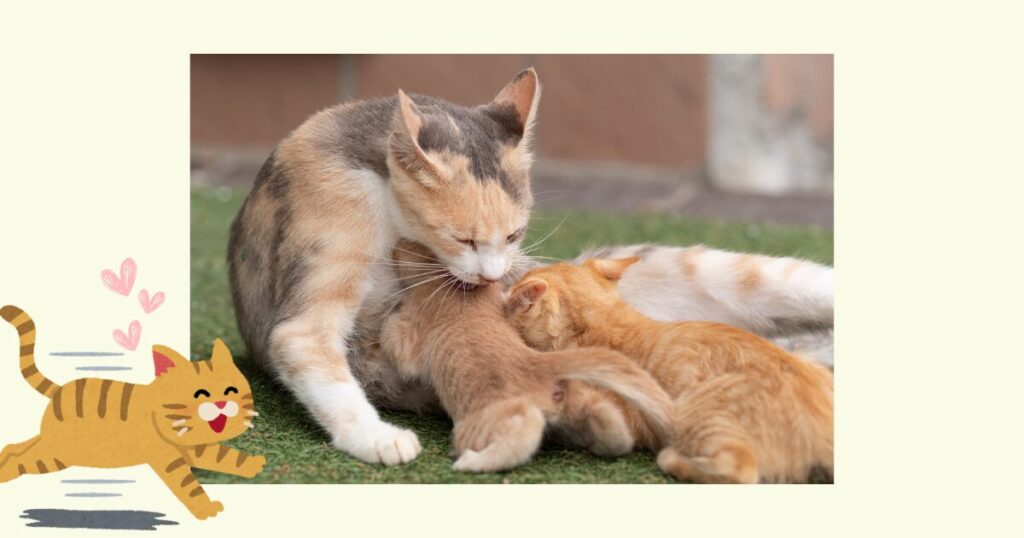 モテるメス猫の基準写真