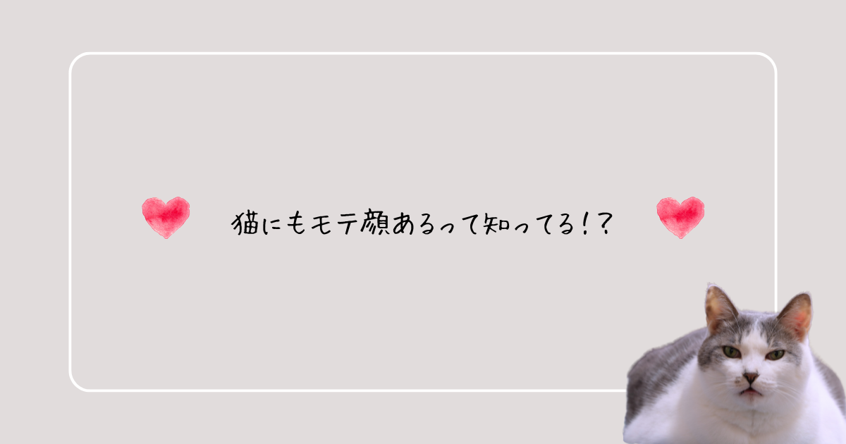 猫のモテ顔アイキャッチ