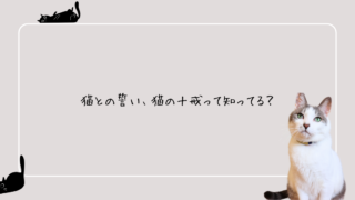 猫との誓い、猫の十戒って知ってる?