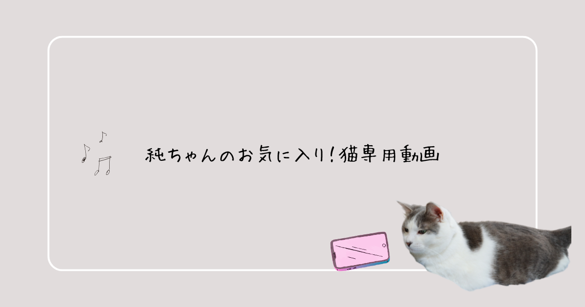 純ちゃんのお気に入り！猫専用動画アイキャッチ