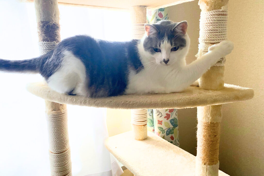 キャットタワーの爪研ぎで爪を研ぐ猫